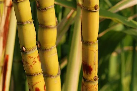 Sugar Cane 2.jpg