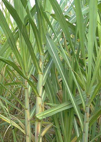 Sugar Cane 1.png