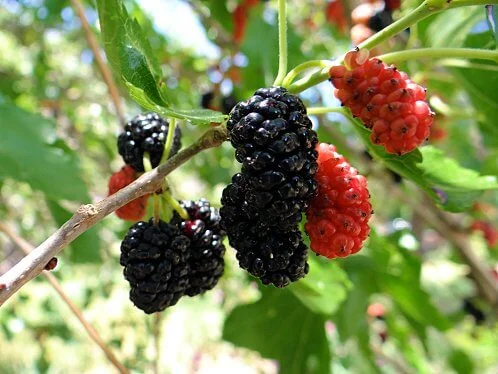 Mulberry.jpg