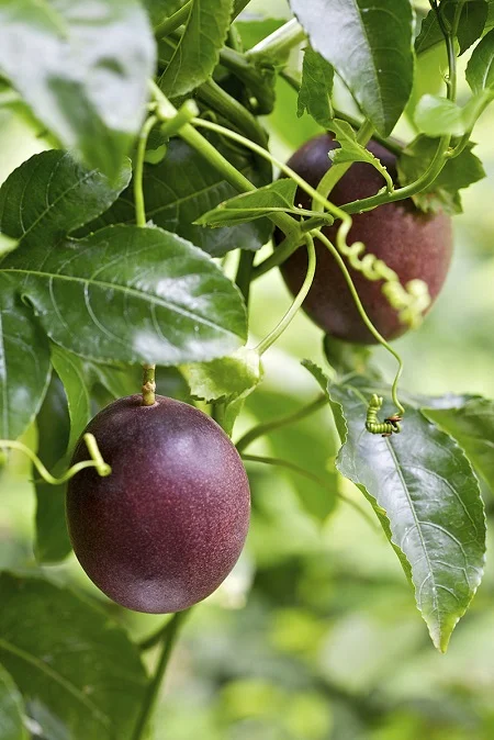 passion fruit 2.jpg