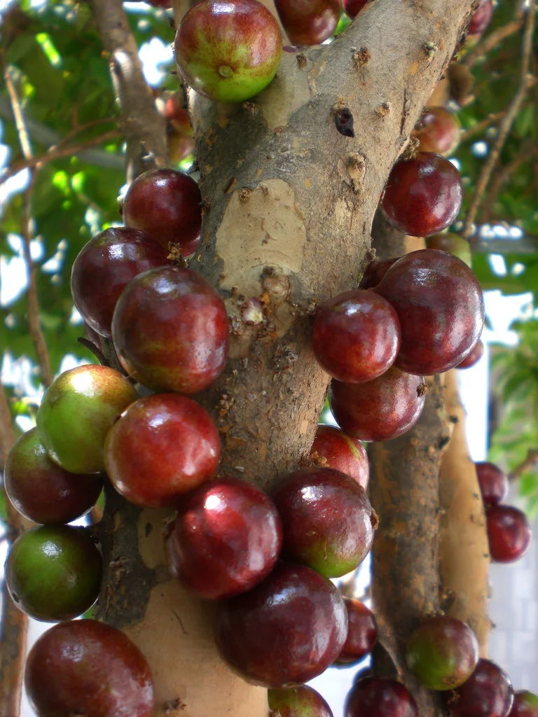 red jaboticaba.jpg