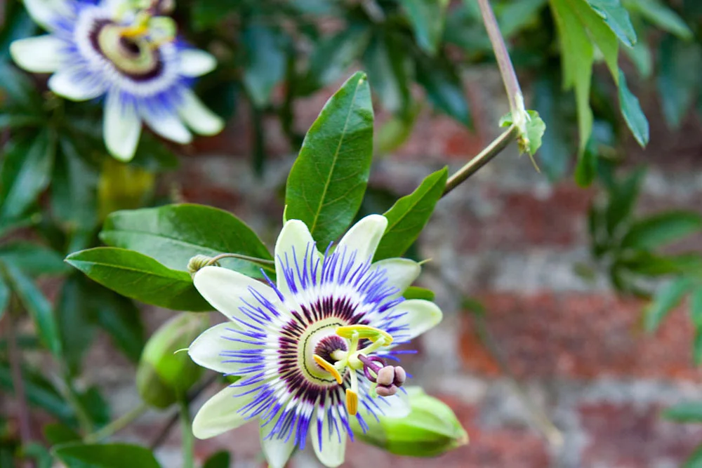 passion fruit flower.jpg