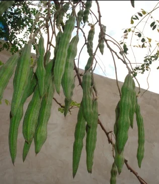 moringa 2.jpg