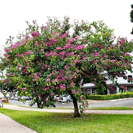 Hong-Kong-Orchid.jpg