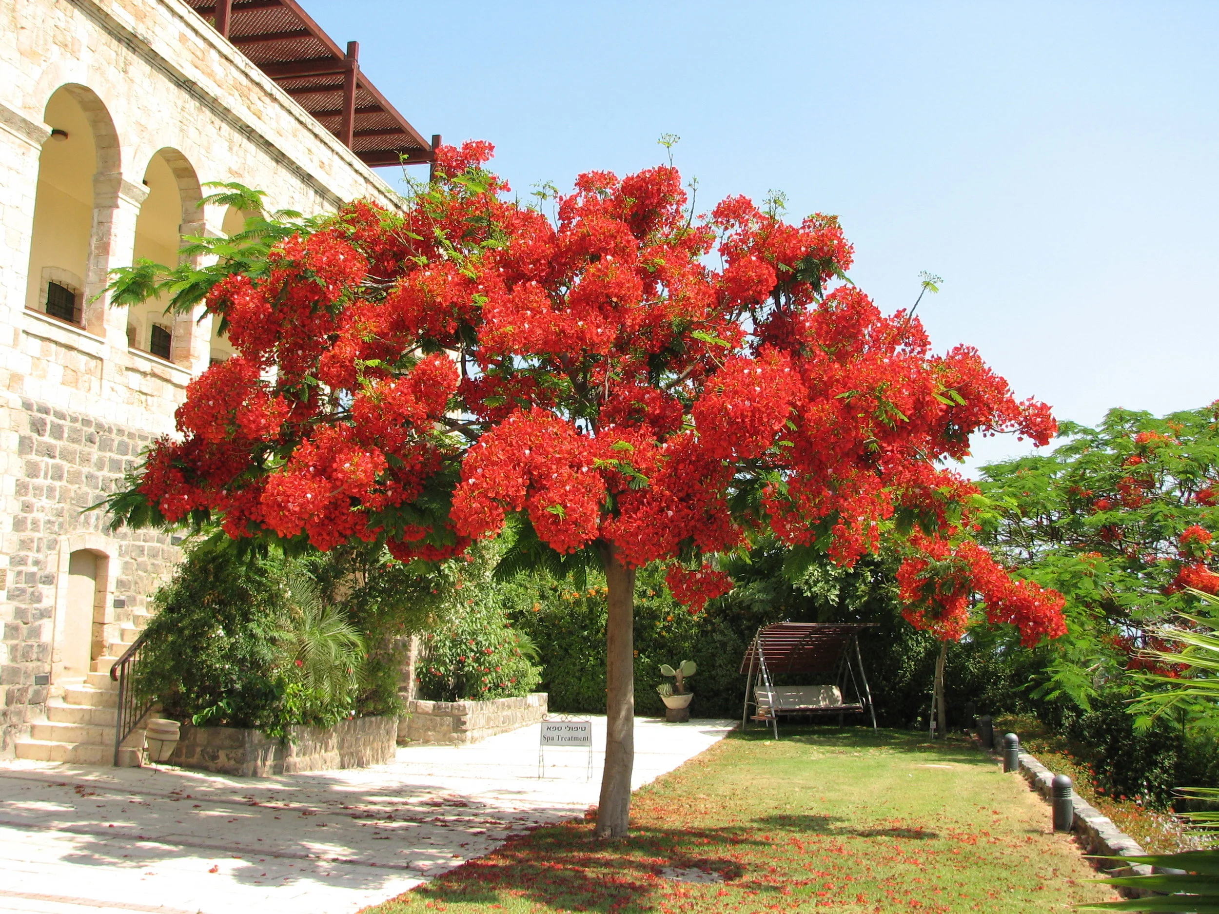 royal poinciana 1.jpg