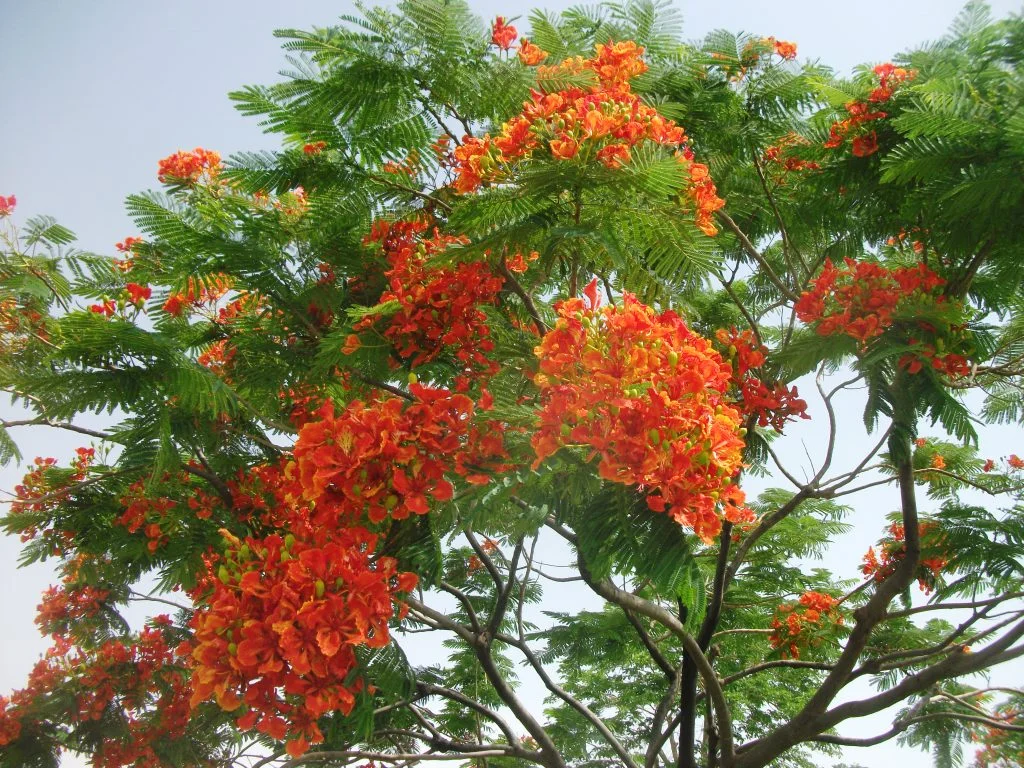 royal poinciana 3.jpg