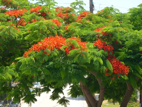 royal poinciana 4.jpg