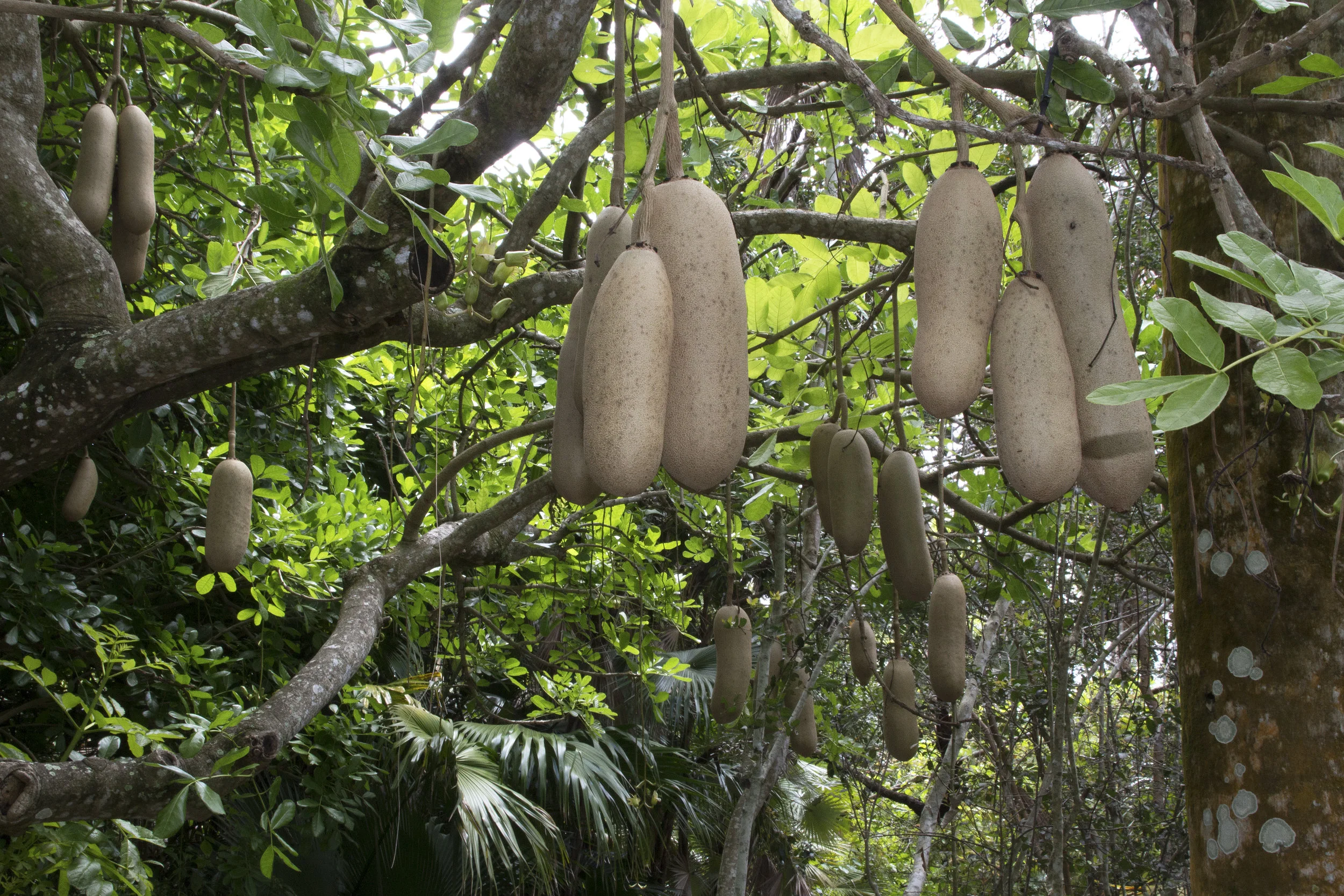 sausage tree1.jpg