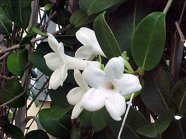 bridal wreath vine 1.jpg