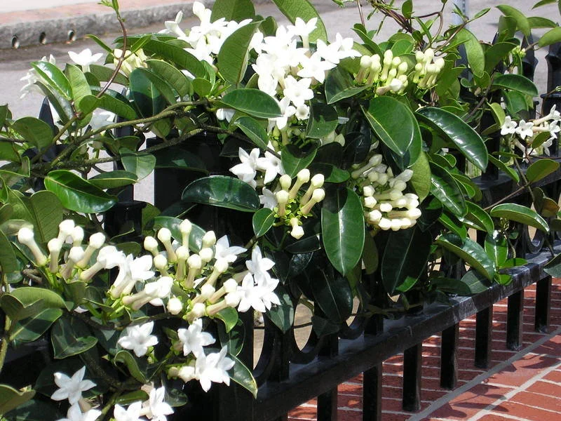 bridal wraeth vine 2.jpg