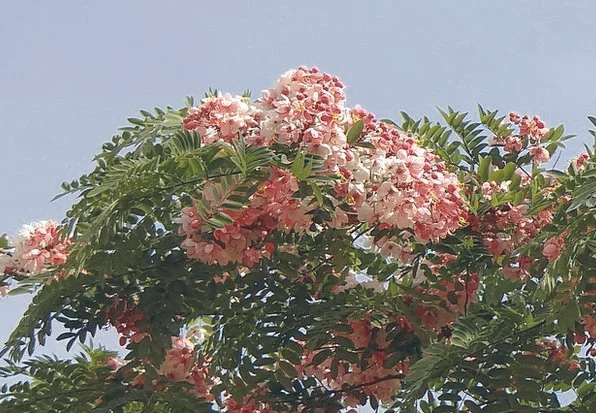 cassia rainbow.jpg