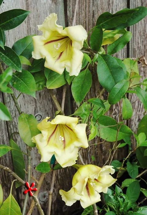 Cup of Gold Vine.jpg