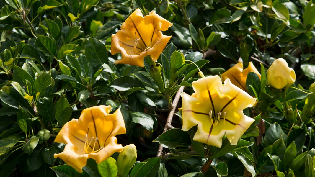 Cup of Gold Vine 2.jpg