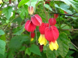 abutilon 1.jpg