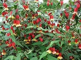 abutilon 2.jpg