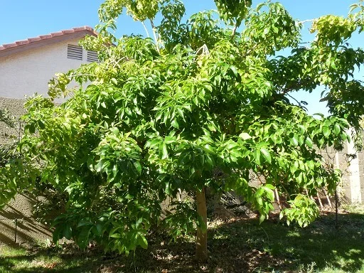 white sapote 1.jpg