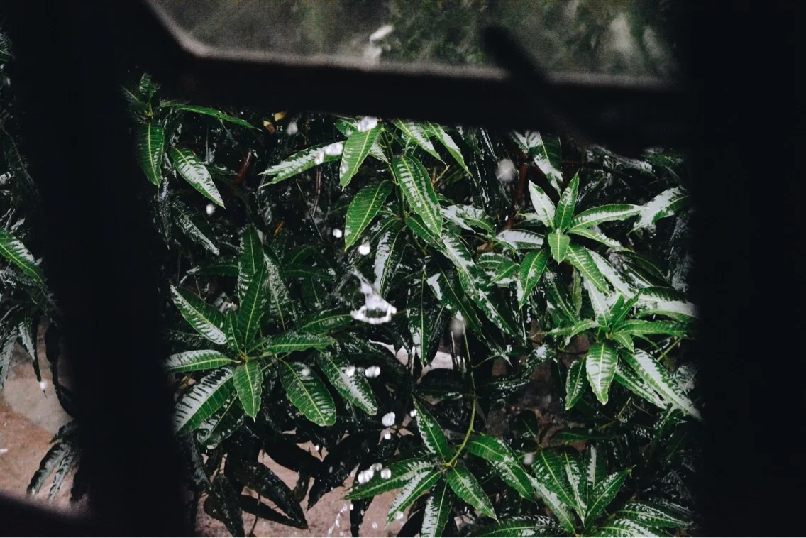 Mango Tree