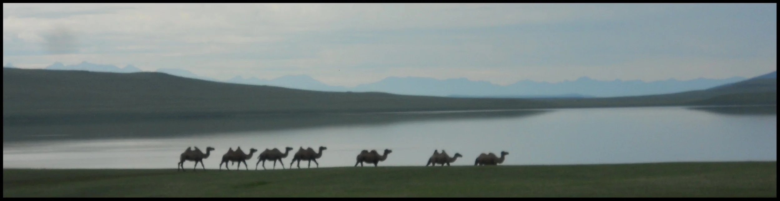 Camels.jpg