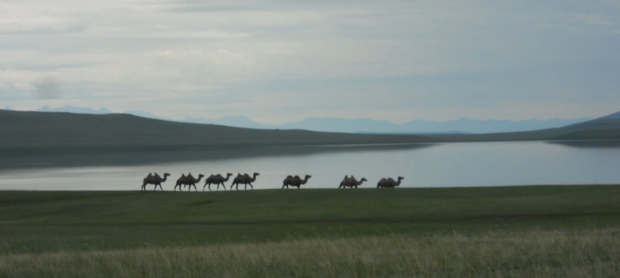 Camels.jpg