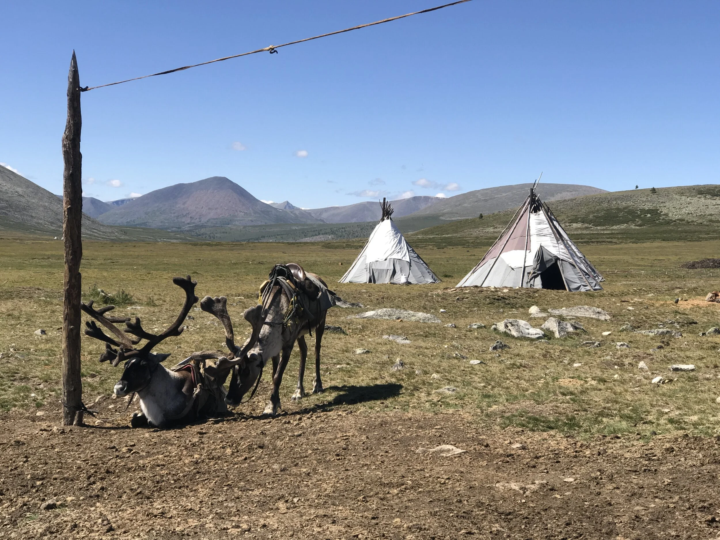 Ethnographic observations and interviews with modern day reindeer herders are important to our archaeological investigationsin the area