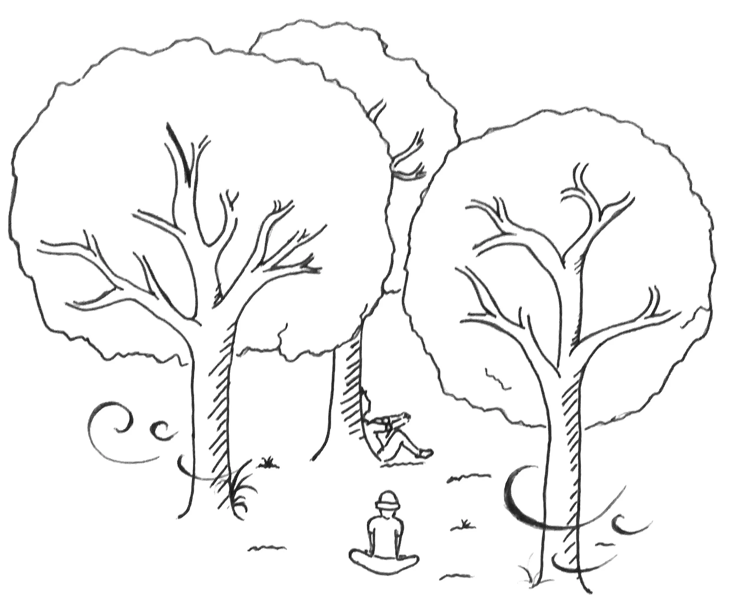 Forest Bathing Walk