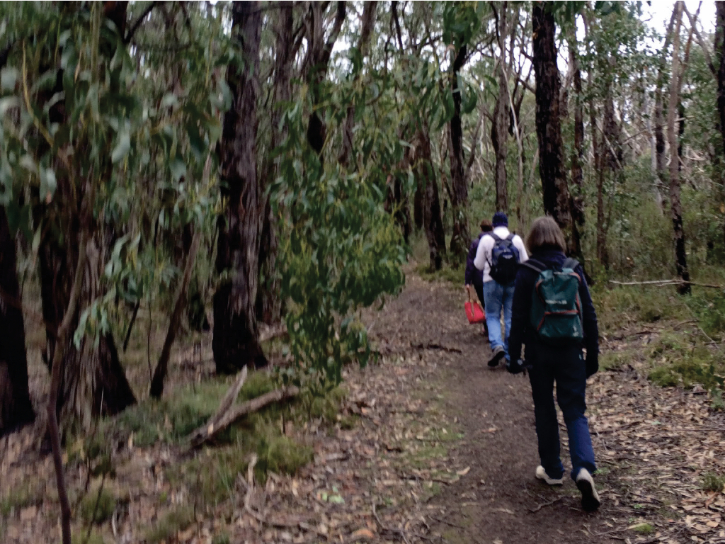 Forest Bathing.001.jpeg