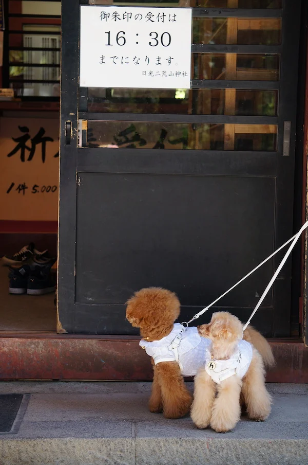 nikko18.jpg