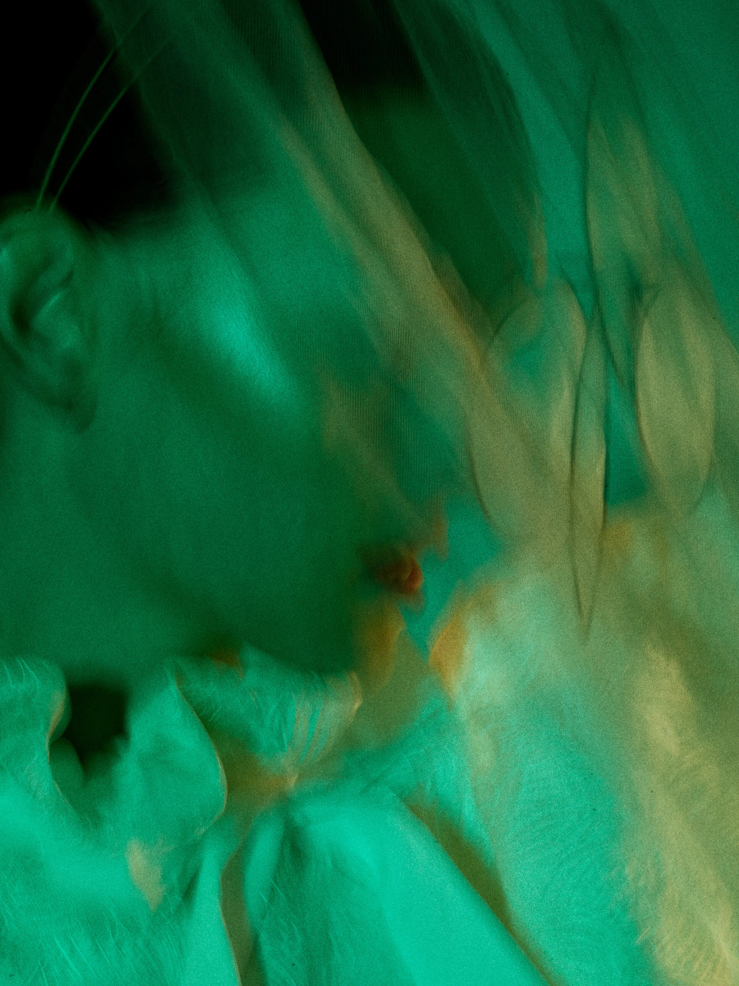 PLASTIC-FLOWER-MAY-2020238941.jpg