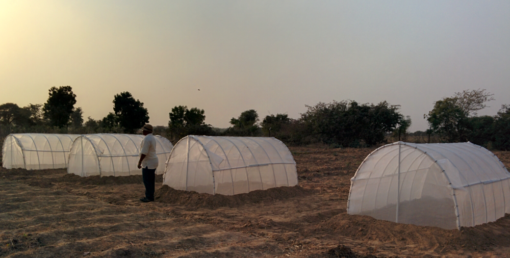 Net houses with sweetpotatoes pre-basic seed.