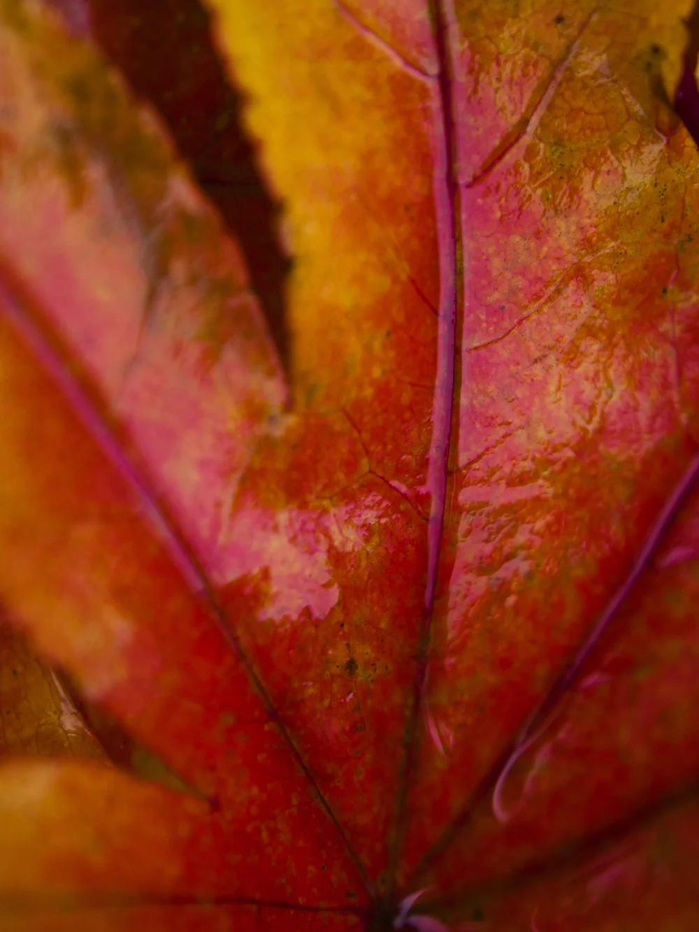 20121014_2024x.jpg