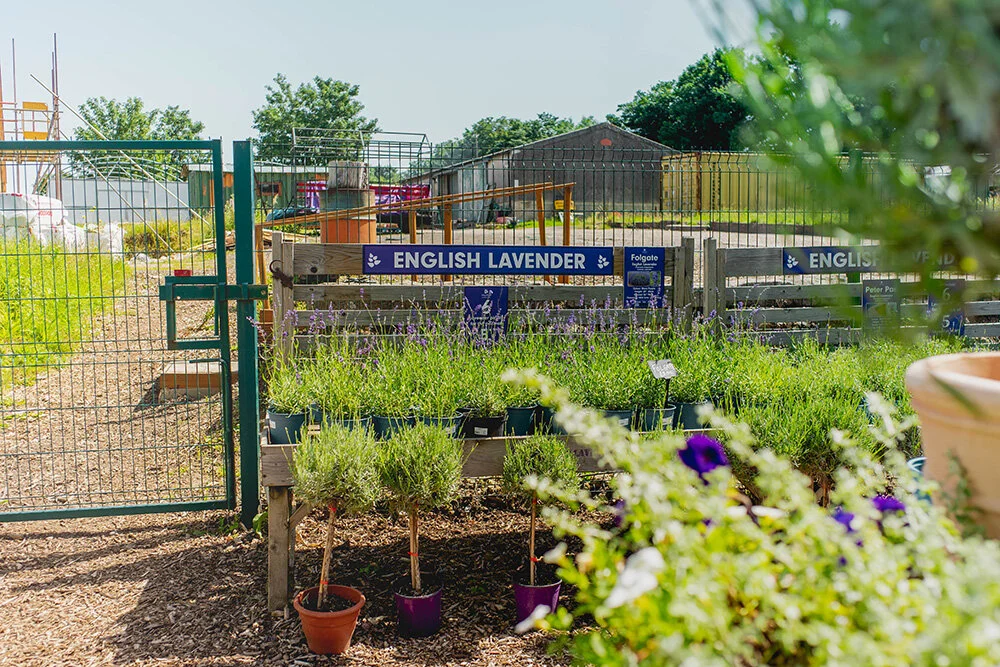 All you need to know about visiting Mayfield Lavender Farm in London — Postcards from Hawaii