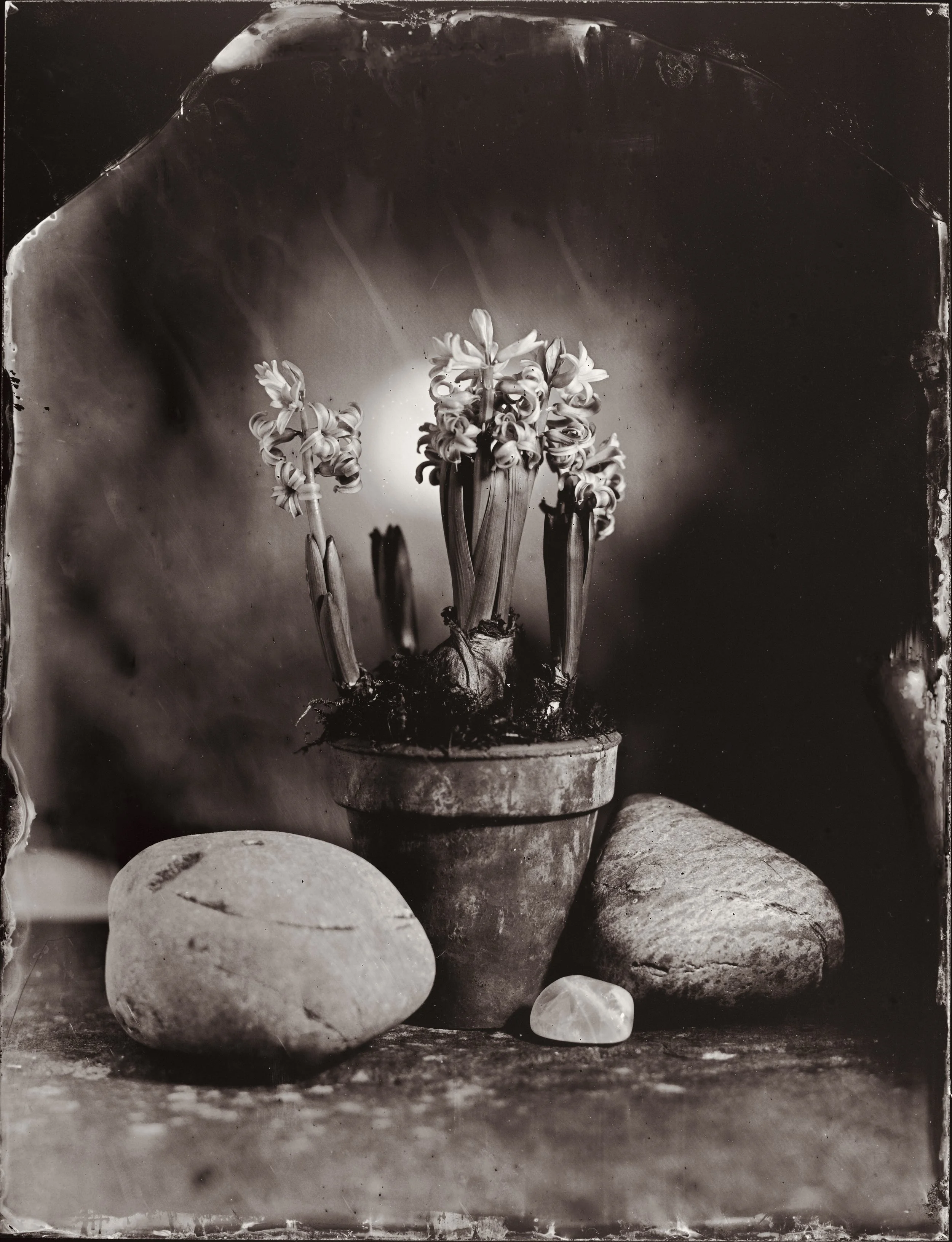 Hydranger Still Life-7928.JPG