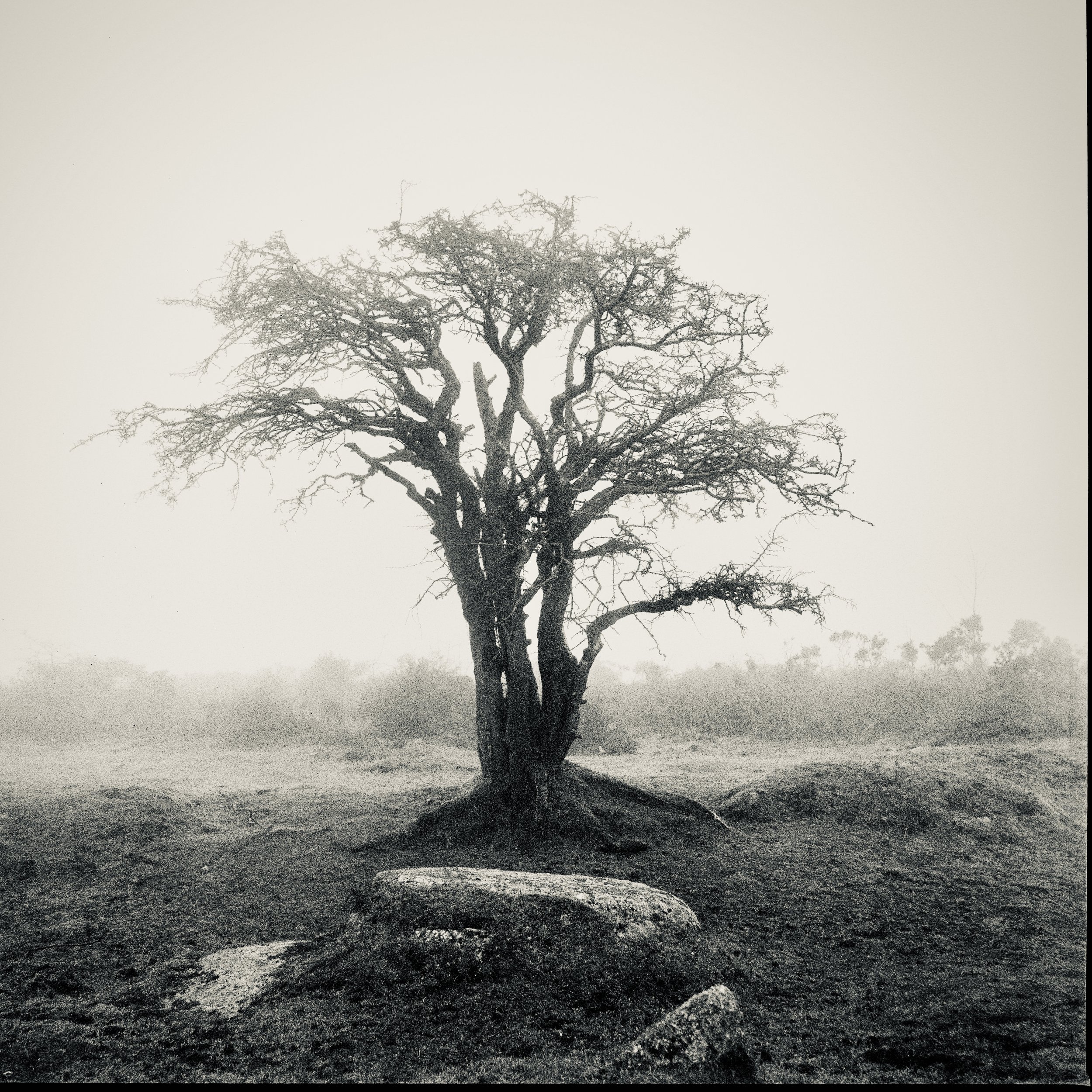 _DSC8100.jpeg