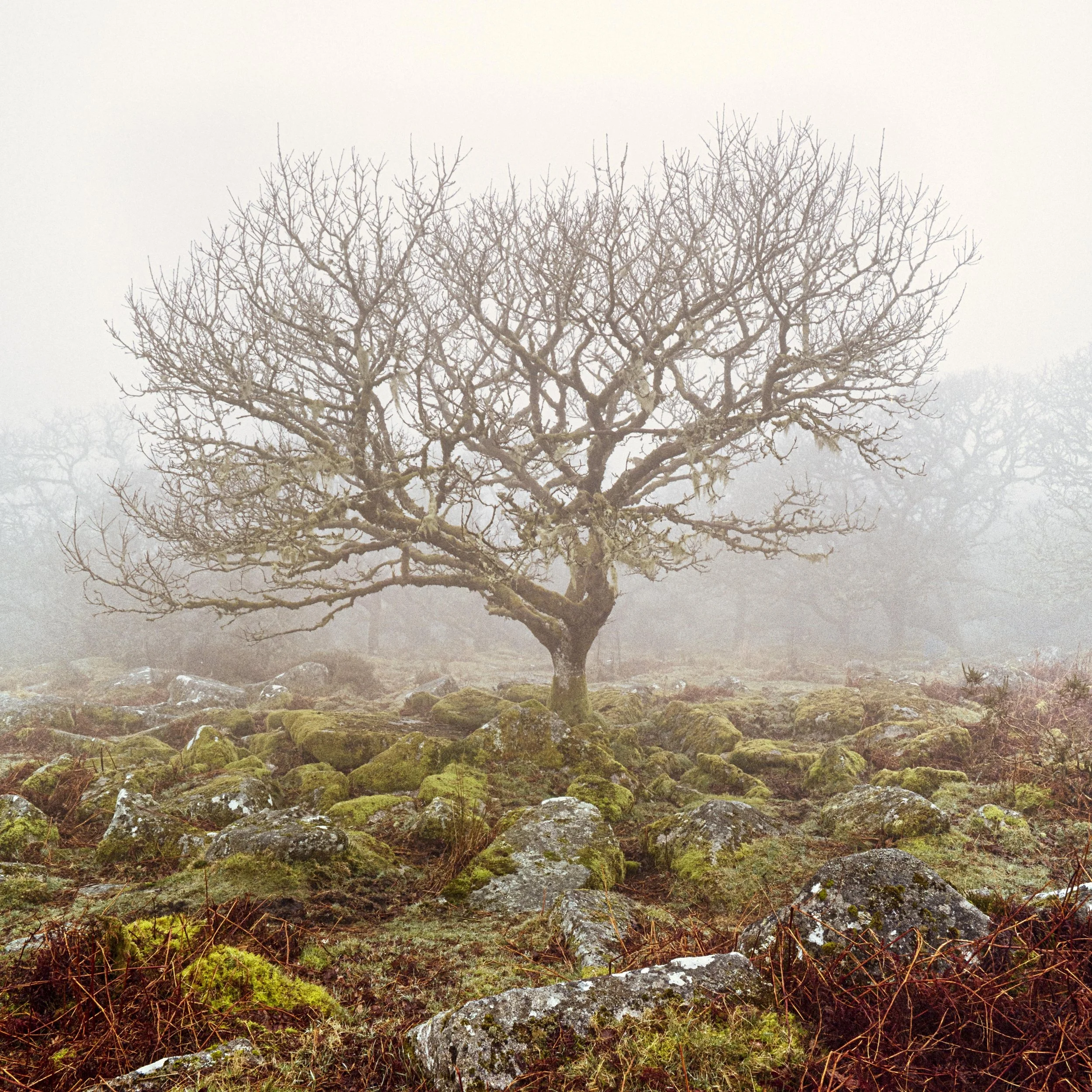 Wistmans Wood-7.JPG