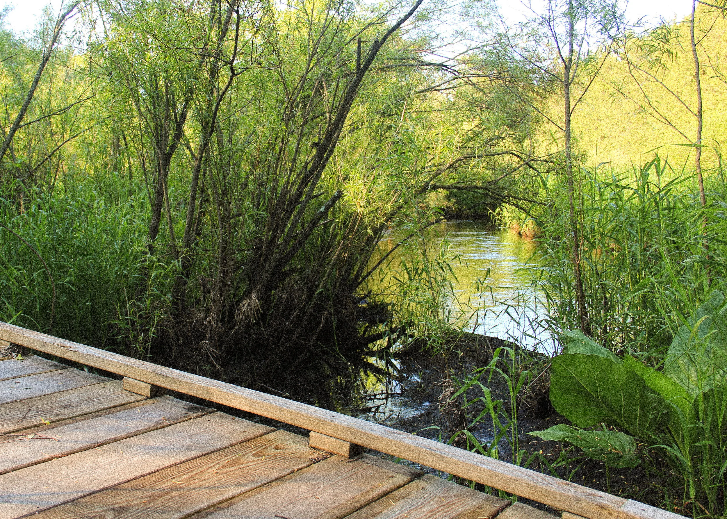 Our neighbors built this beautiful boardwalk…
