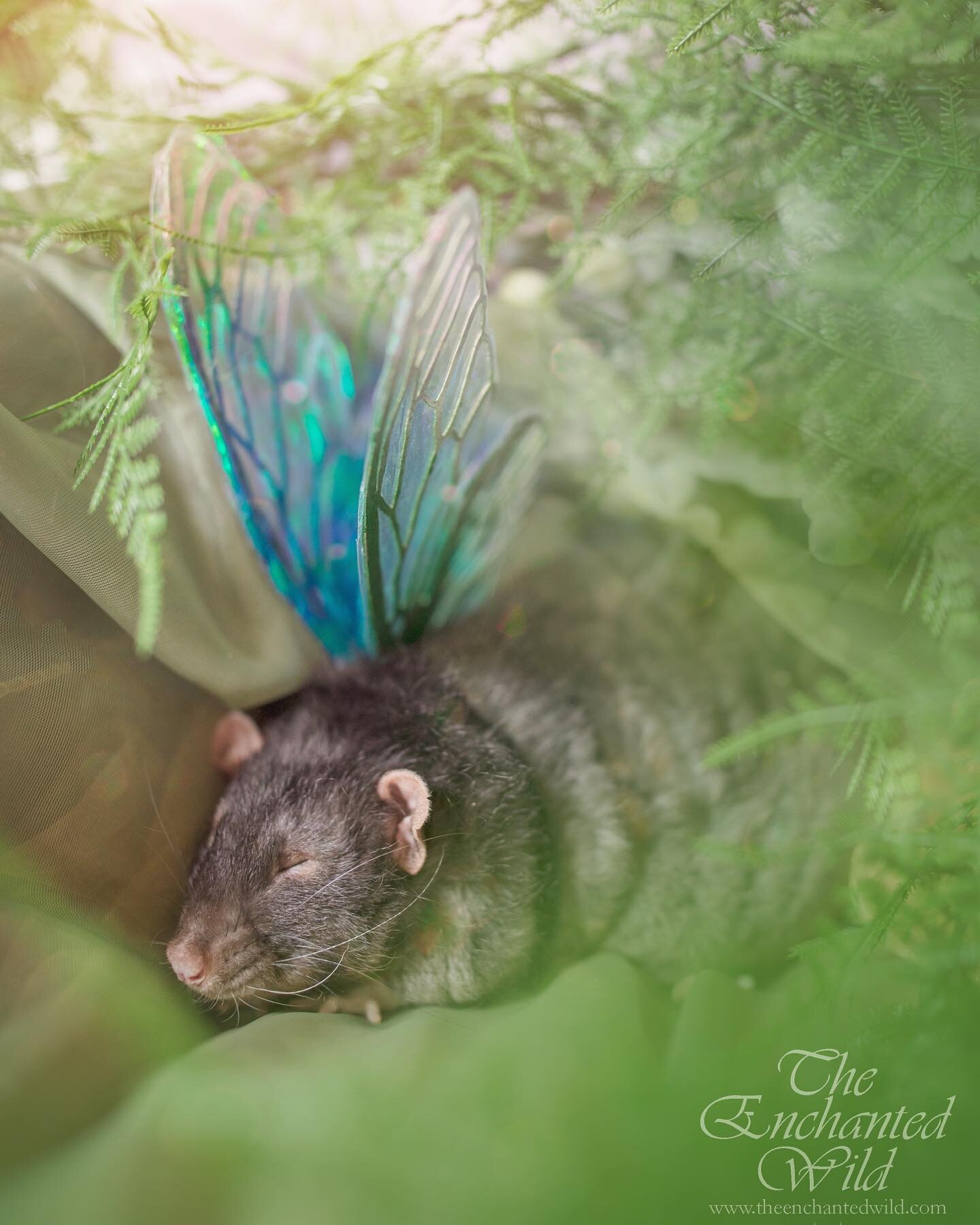 Magic is in everything around us, down to our itty bitty furry friends. Spent yesterday with @owlista&rsquo;s rat fosters who became the most exceptional little faeries. This sweetheart fell asleep in his wings, I could snuggle with him forever. 
I&r