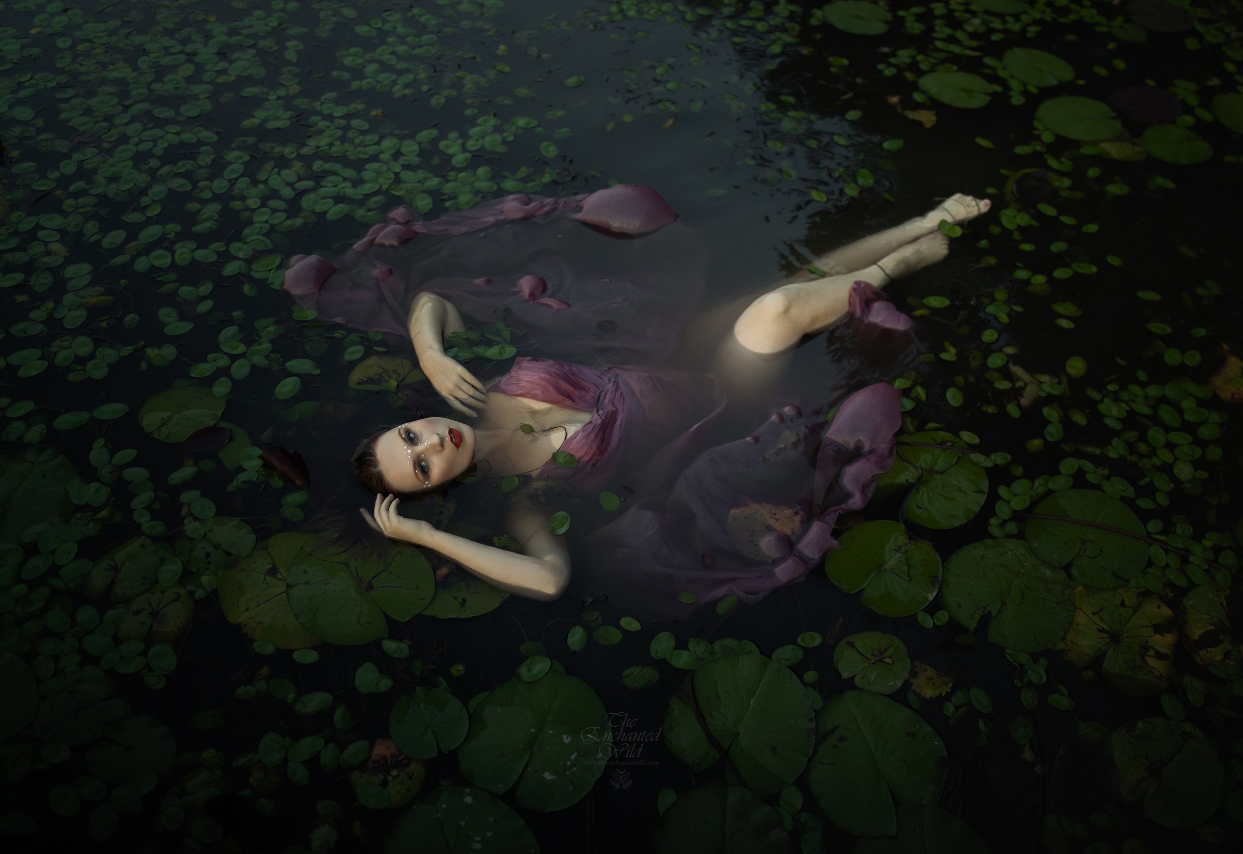Lily Pads-1.jpg
