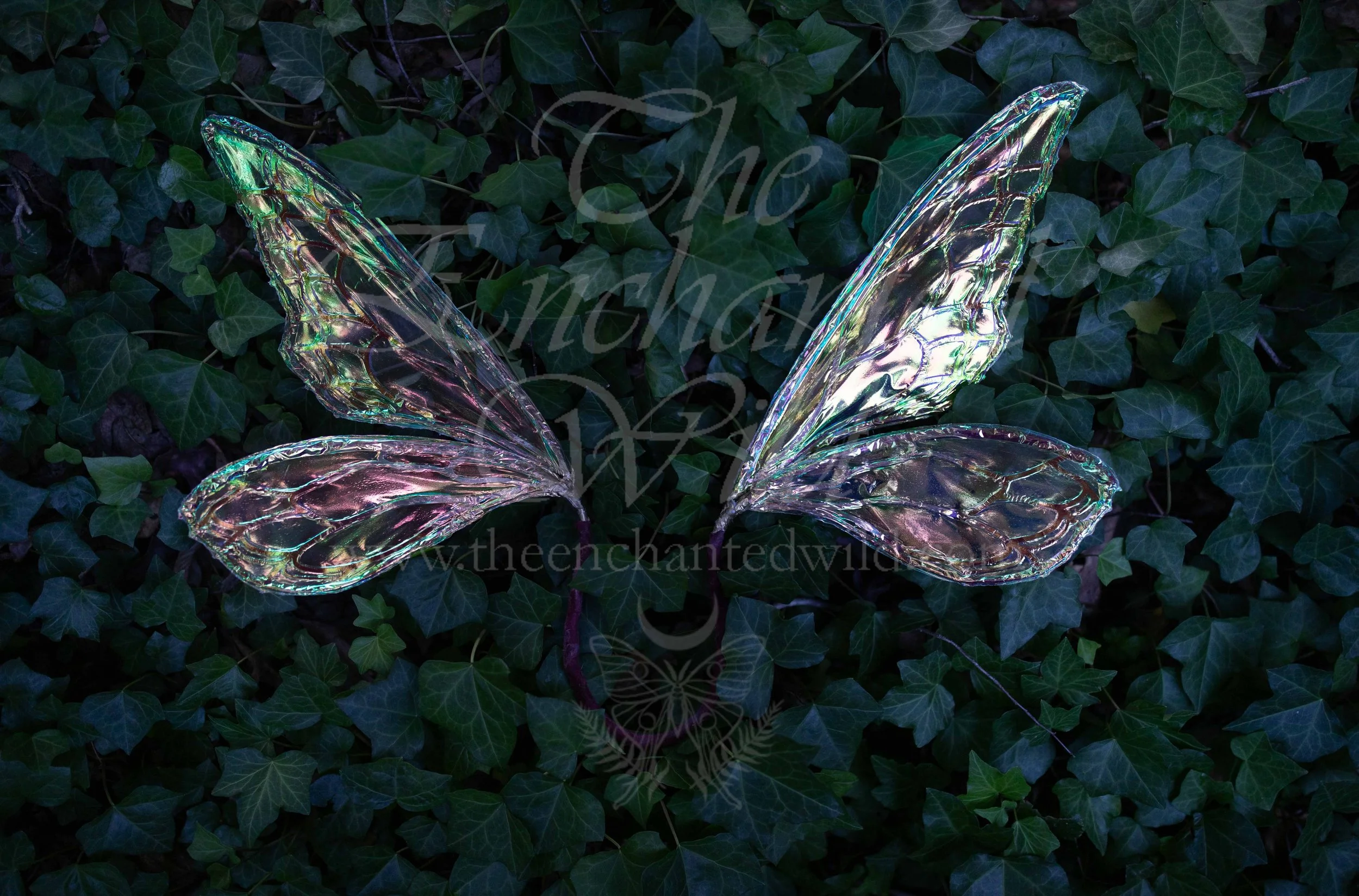 !Small Versions of Wing Files-146.JPG