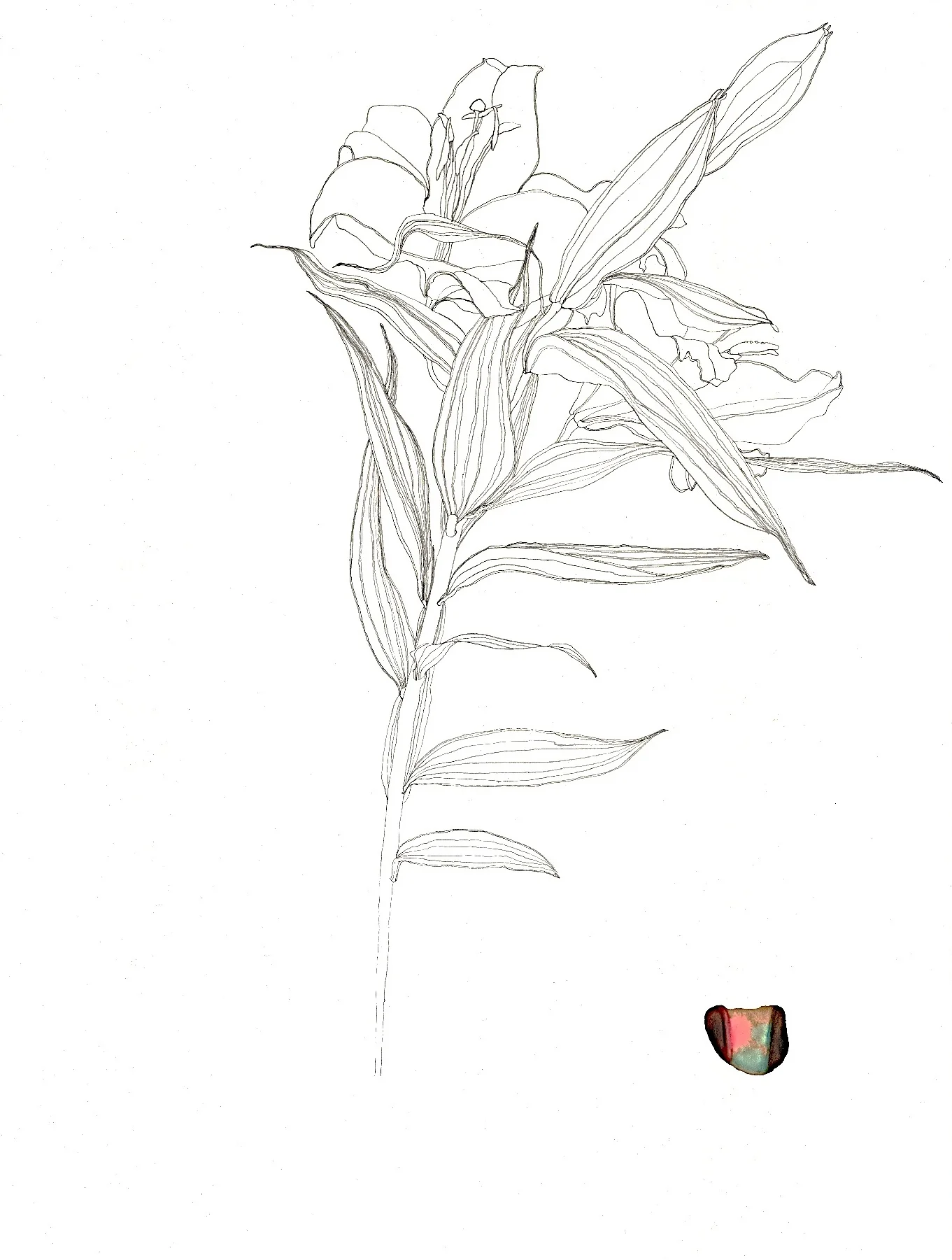 Julien_Daffe_Lily_2014.jpg