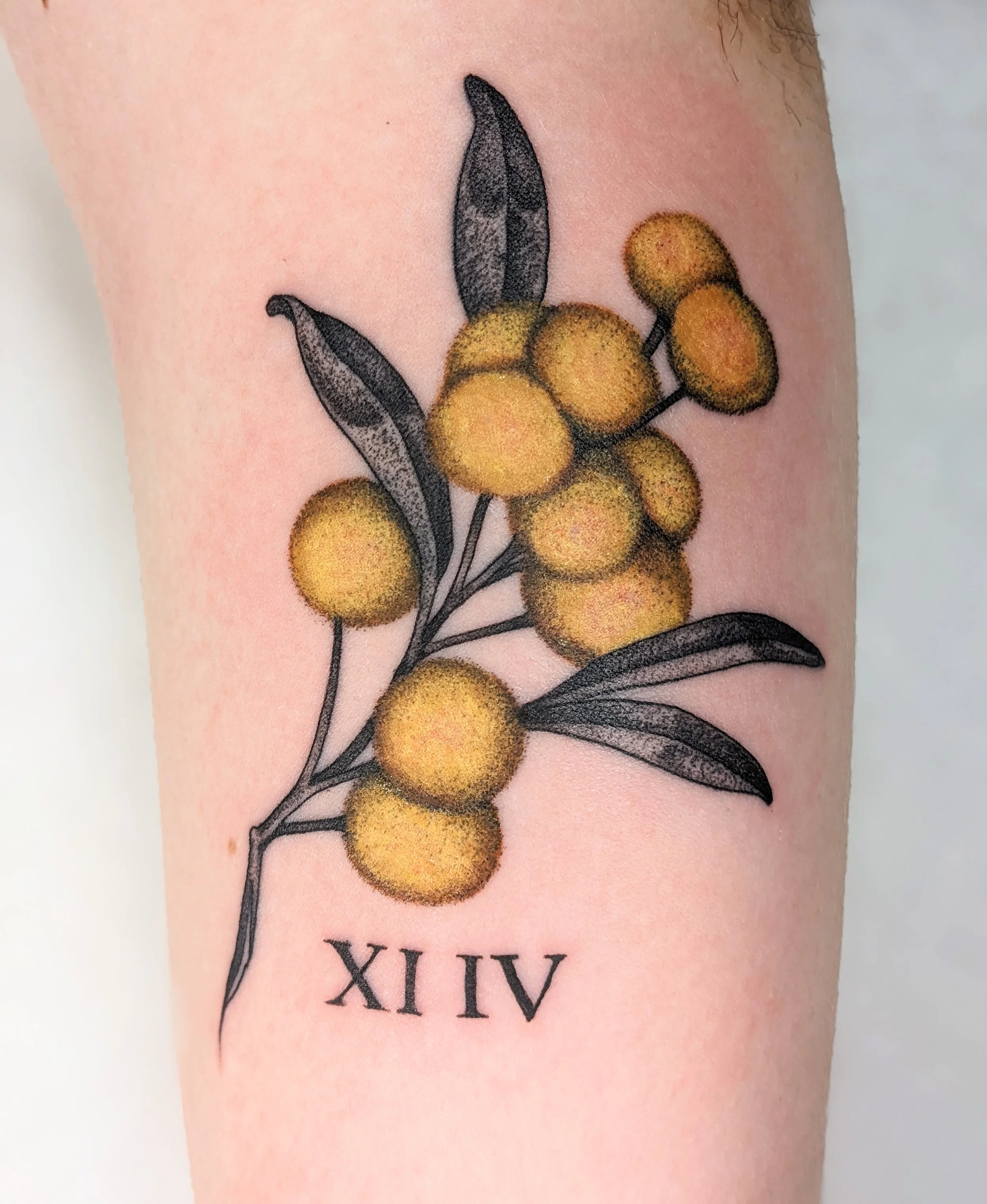 Golden Wattle Flower, February 2022