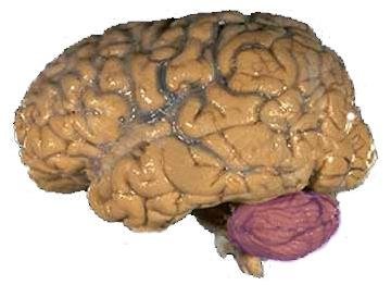 A-human-brain-with-the-cerebellum-highlighted-in-purple-Figure-presented-with.png