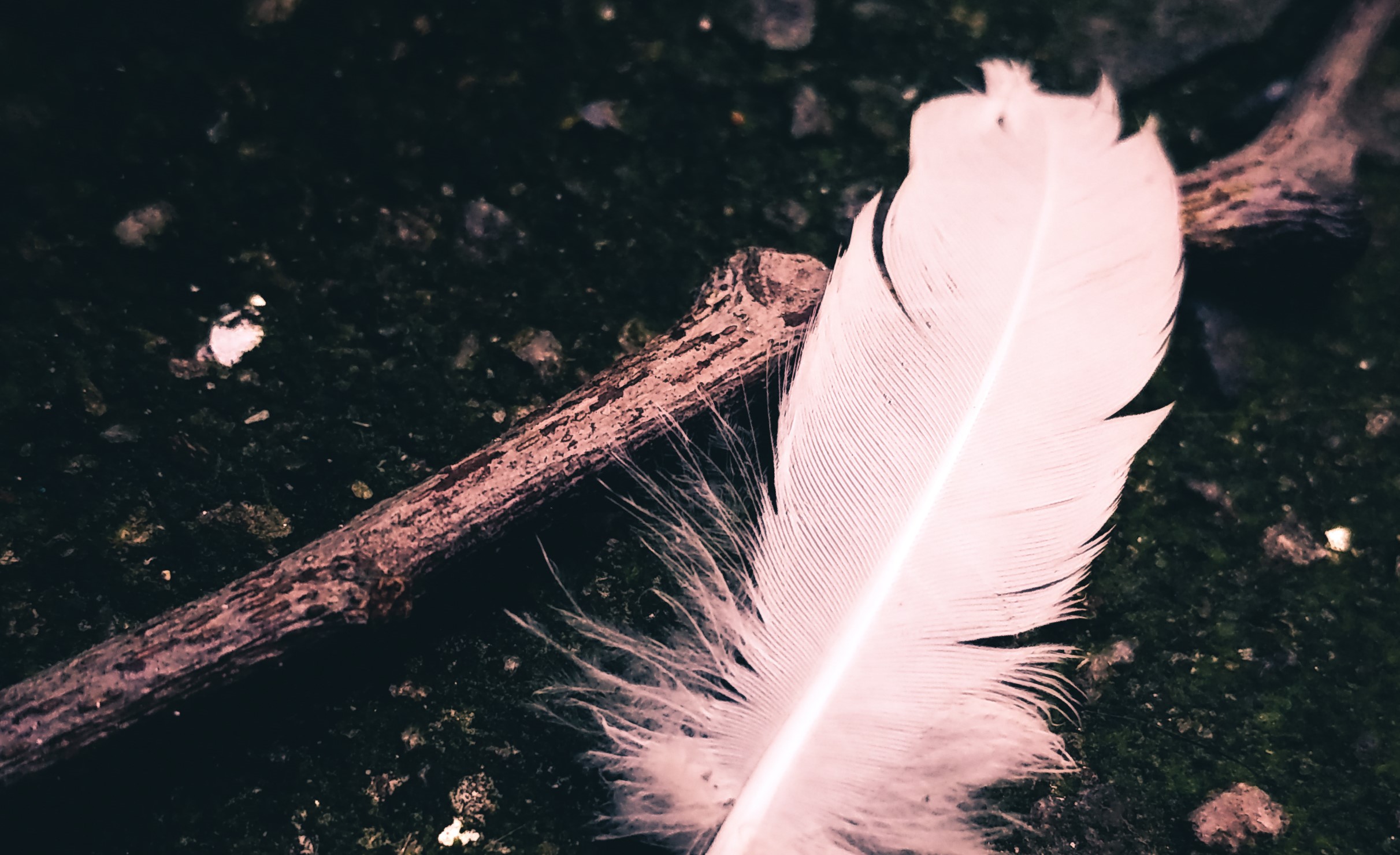 feather3.jpeg