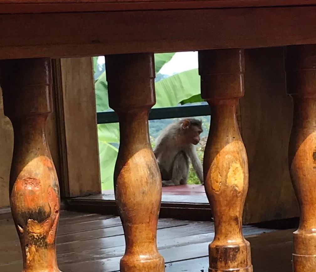 monkey (2).jpg