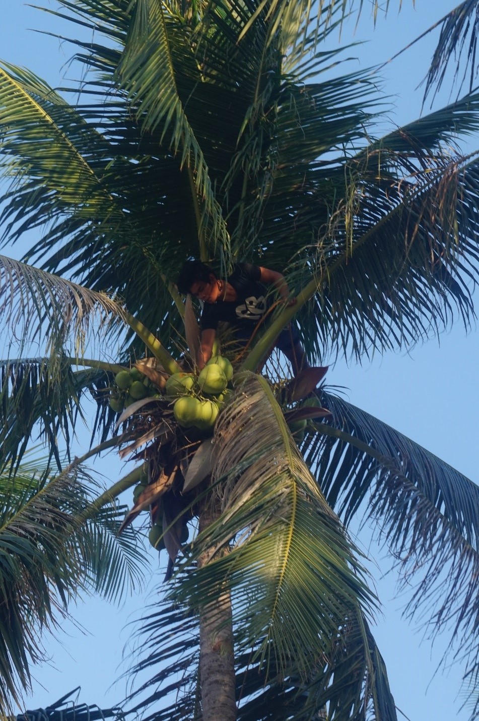 coconut hunter.jpg