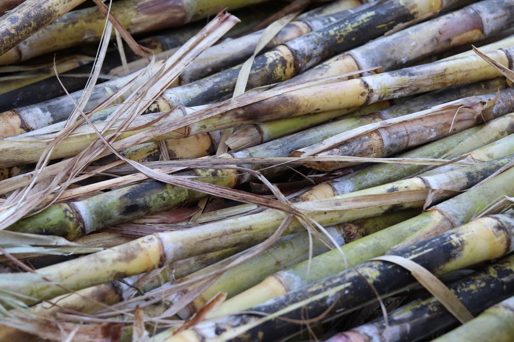 a sugarcane.JPG