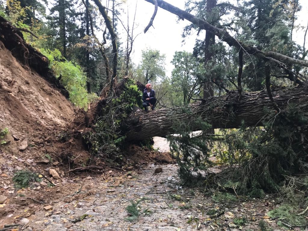 tree.jpg