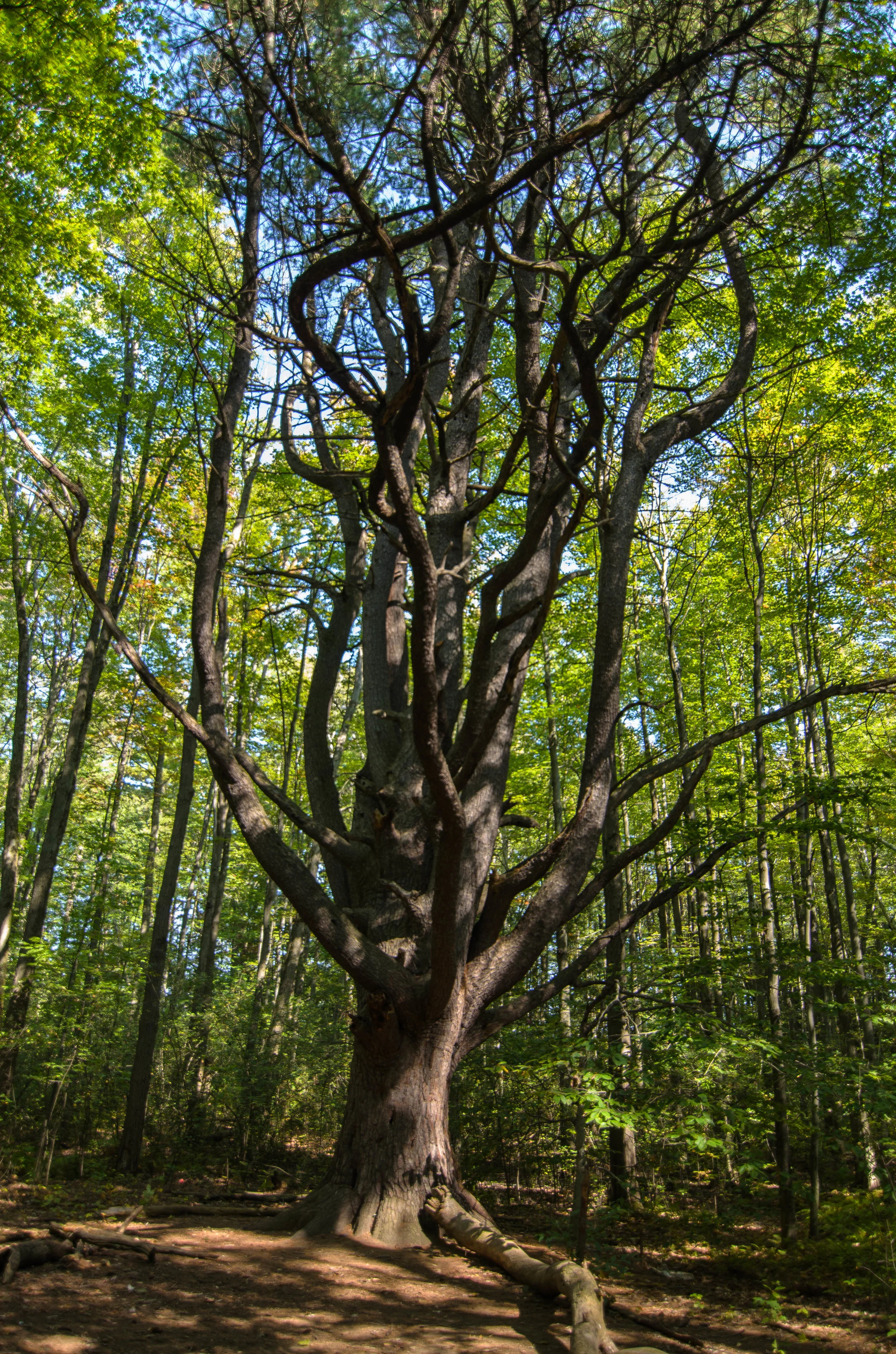 Big Tree (1 of 1).jpg