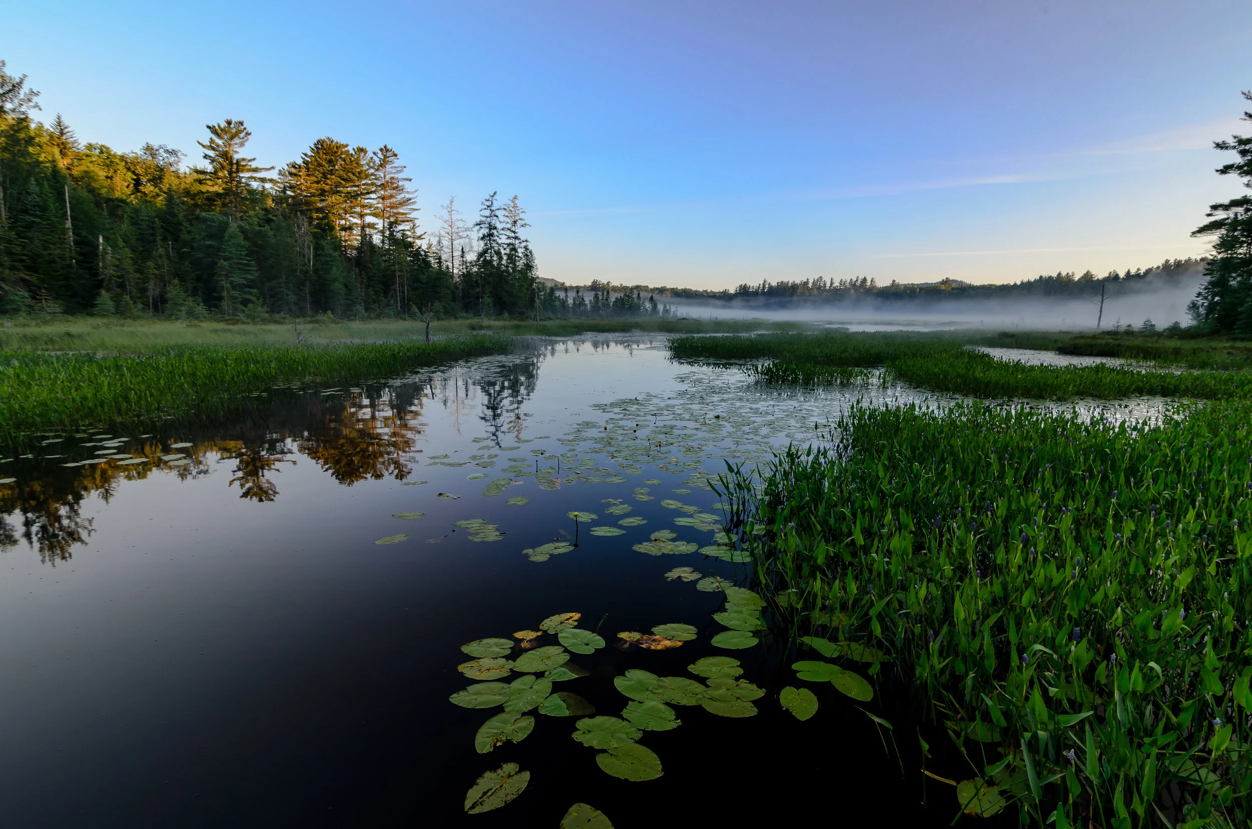 Heron Marsh 2 (1 of 1).jpg