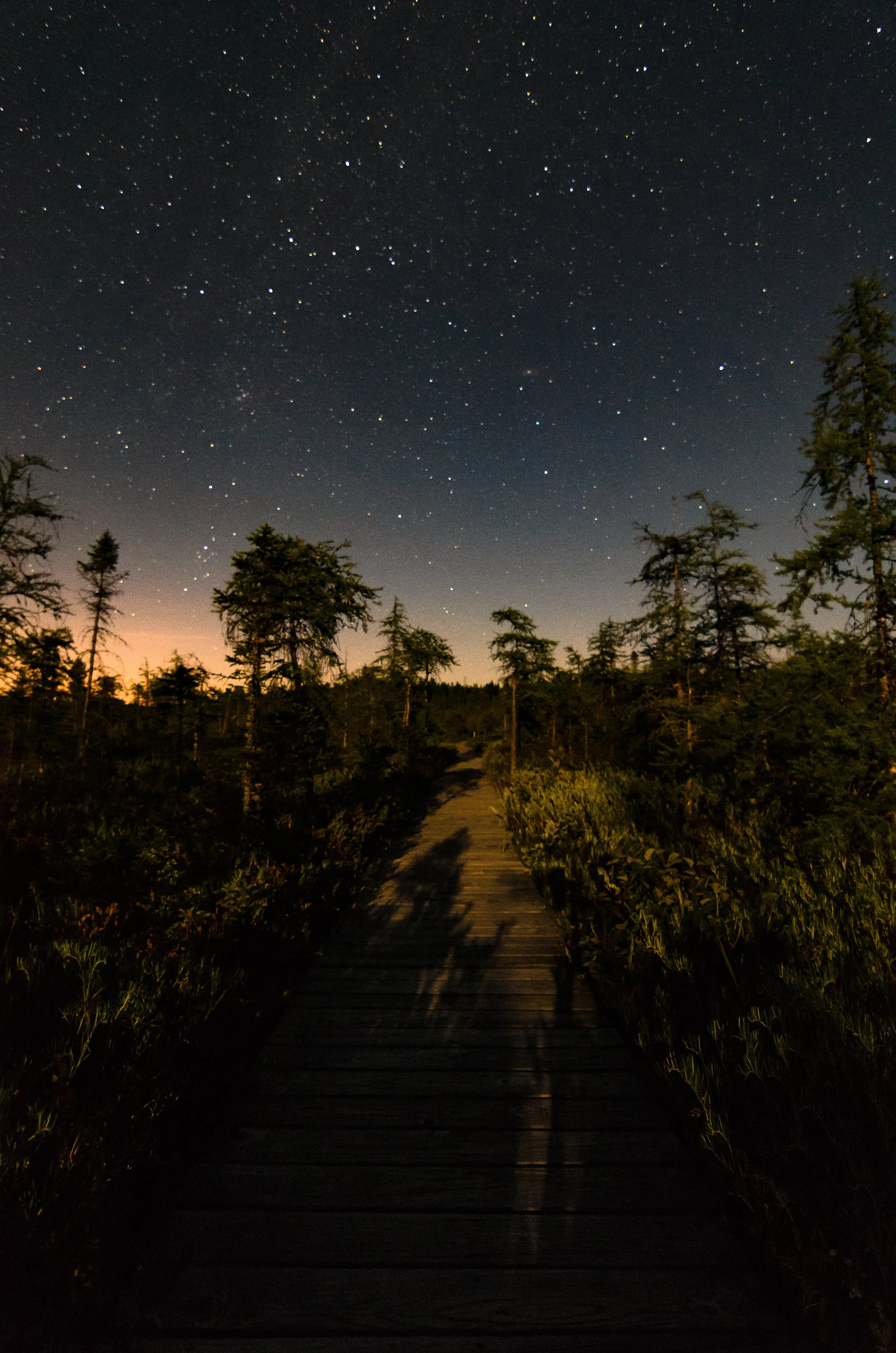 Boreal Life 1 (1 of 1).jpg
