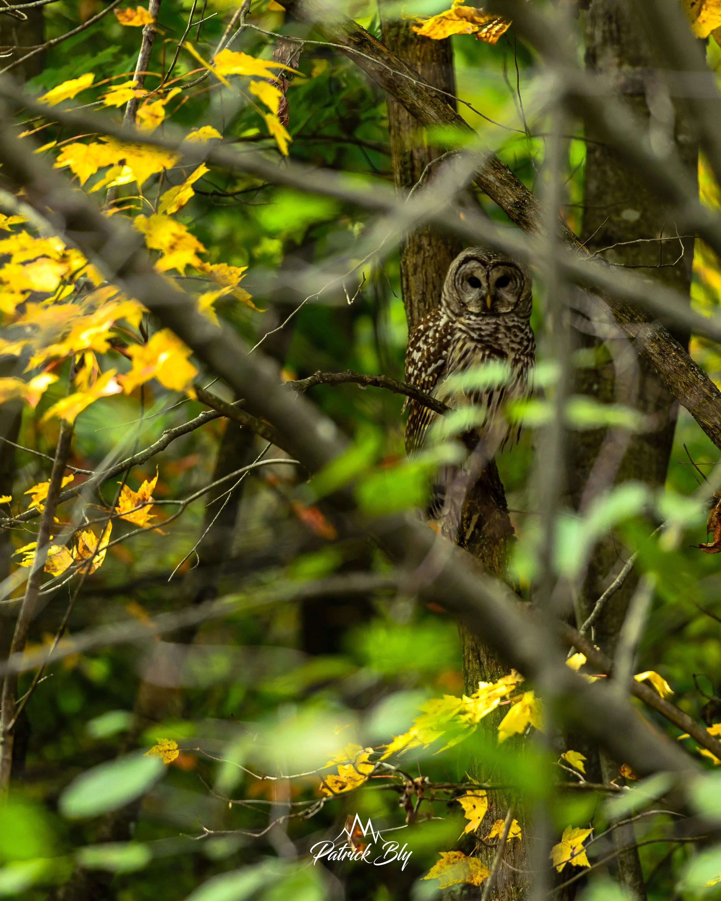 Barred Owl Watching (1 of 1).jpg